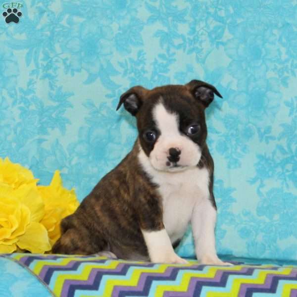 Carmen, Boston Terrier Puppy